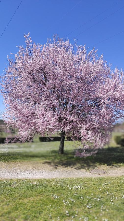 Suite Cielazzurro Arezzo Eksteriør billede